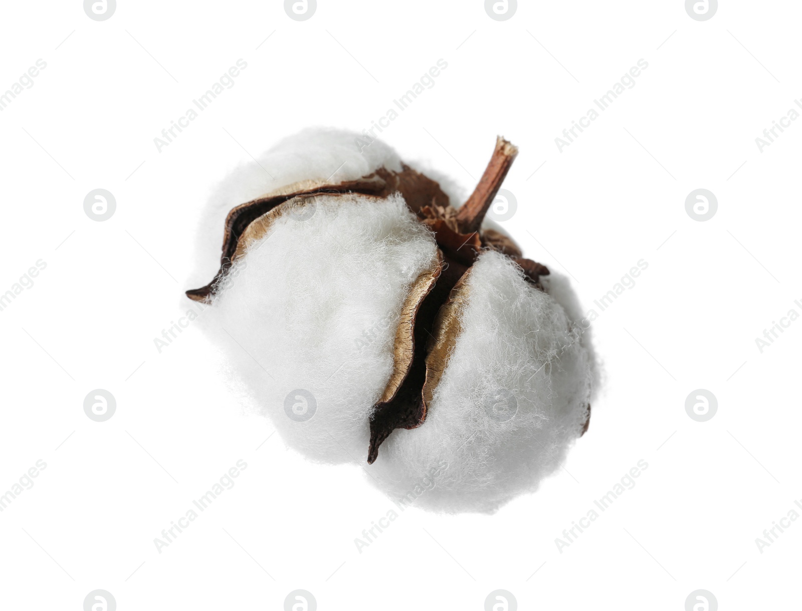 Photo of Beautiful fluffy cotton flower on white background