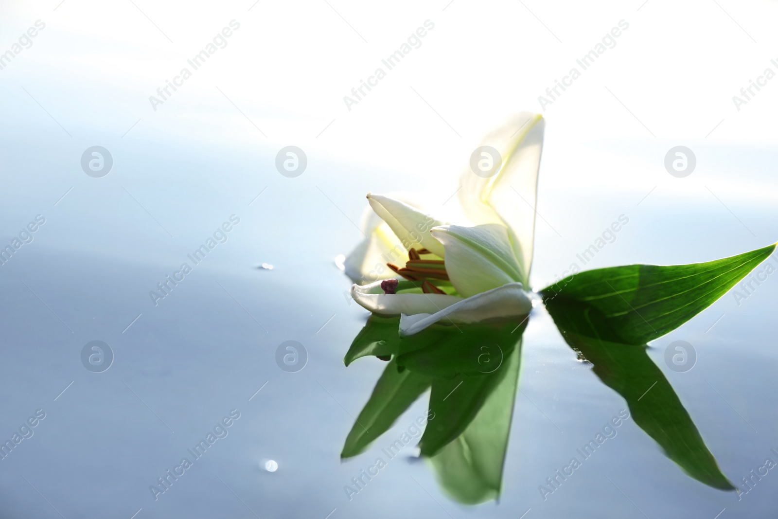Photo of Beautiful blooming lily flower on water surface. Nature healing power