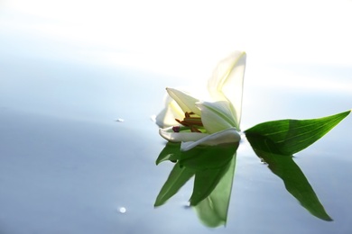 Beautiful blooming lily flower on water surface. Nature healing power