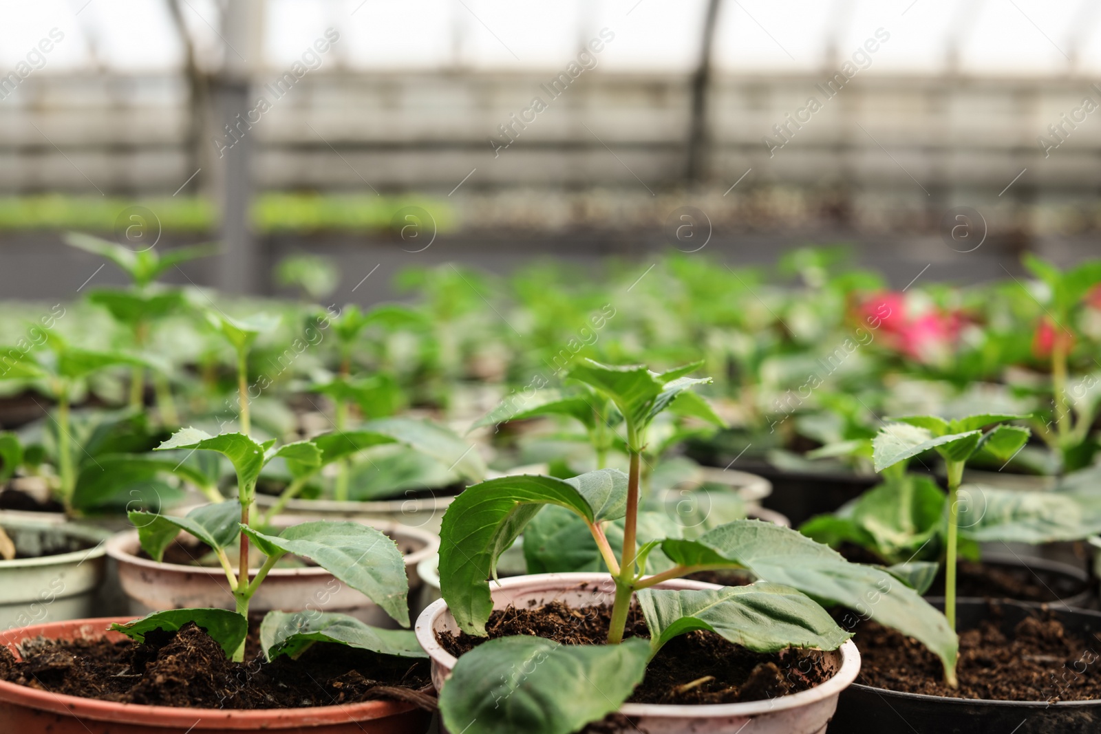 Photo of Many pots with soil and fresh seedlings in greenhouse, closeup