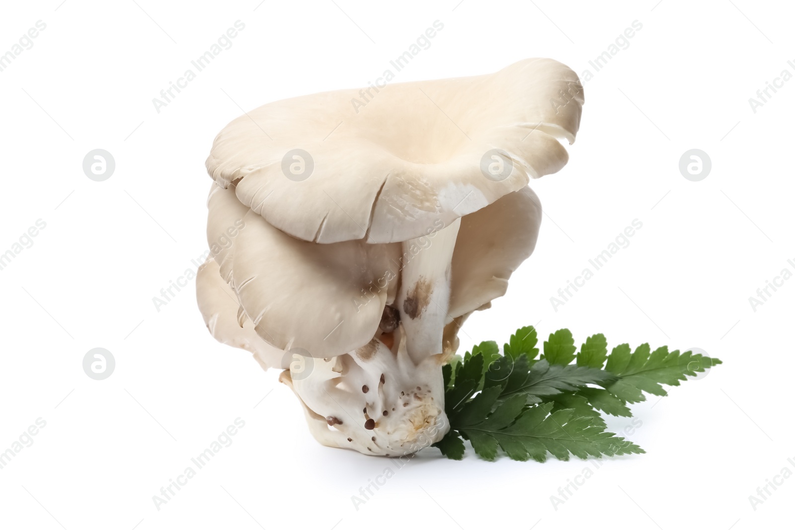 Photo of Delicious organic oyster mushrooms and leaves on white background