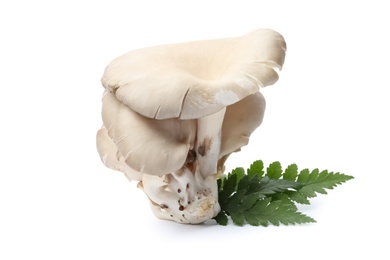 Delicious organic oyster mushrooms and leaves on white background