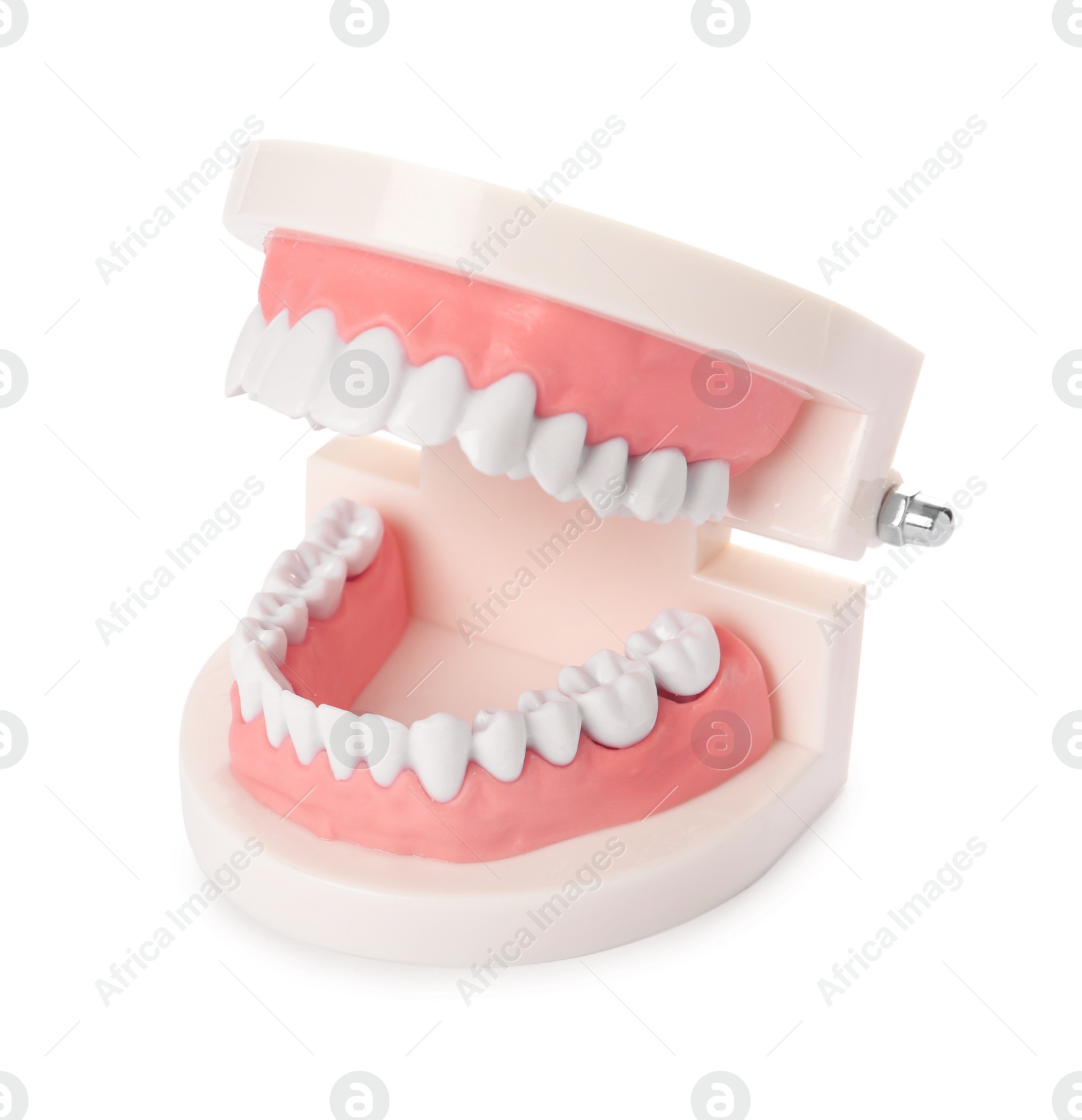 Photo of Educational model of oral cavity with teeth on white background