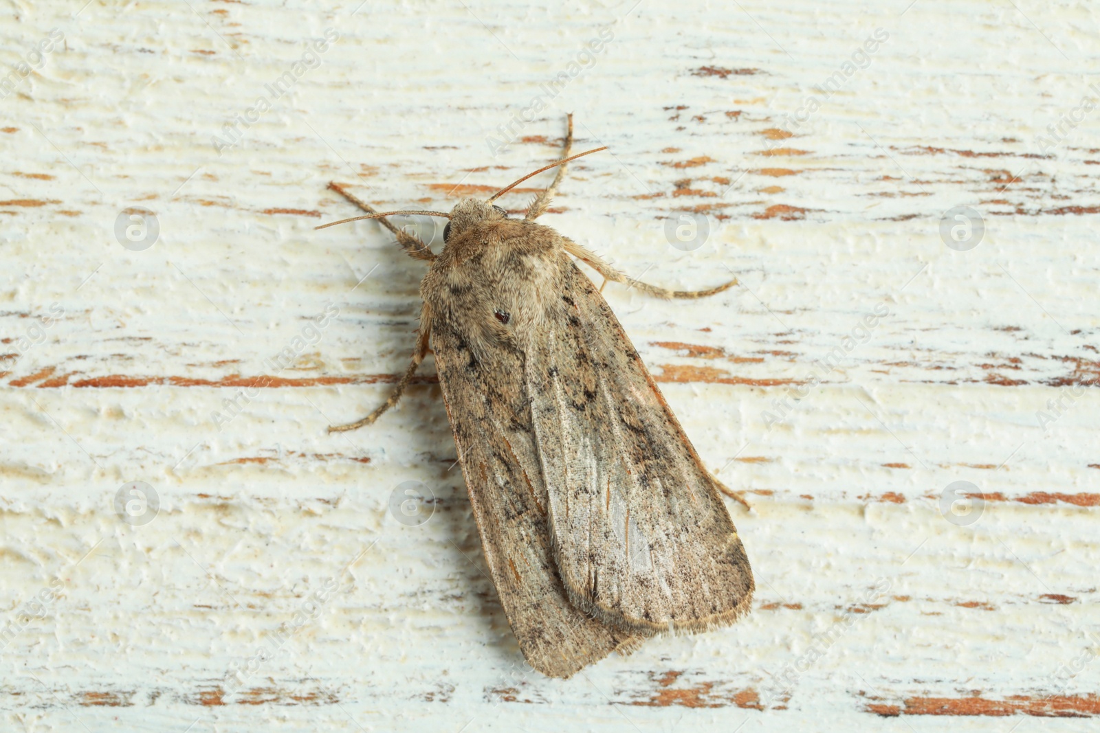 Photo of Paradrina clavipalpis moth on white wooden background, top view