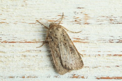 Photo of Paradrina clavipalpis moth on white wooden background, top view
