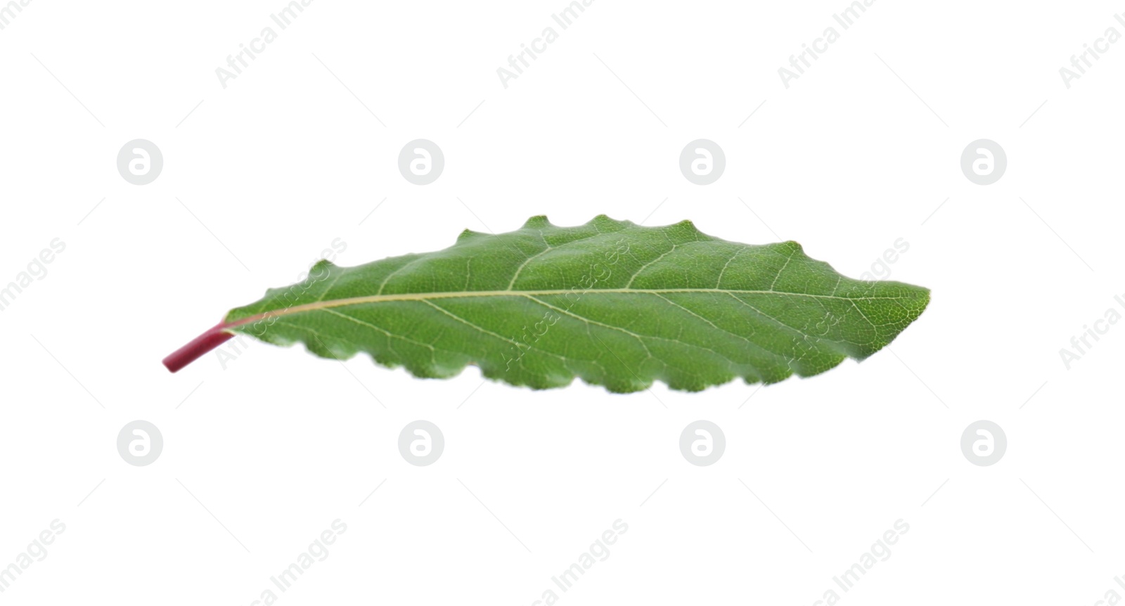 Photo of One fresh bay leaf isolated on white