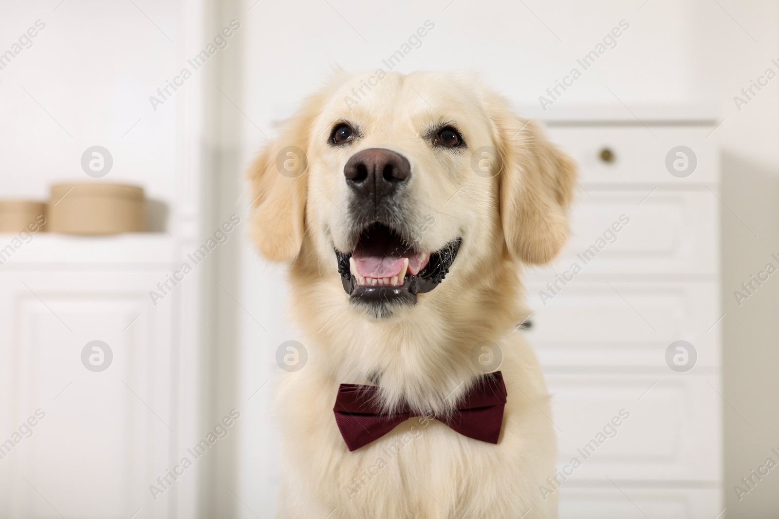 Photo of Cute Labrador Retriever with stylish bow tie indoors