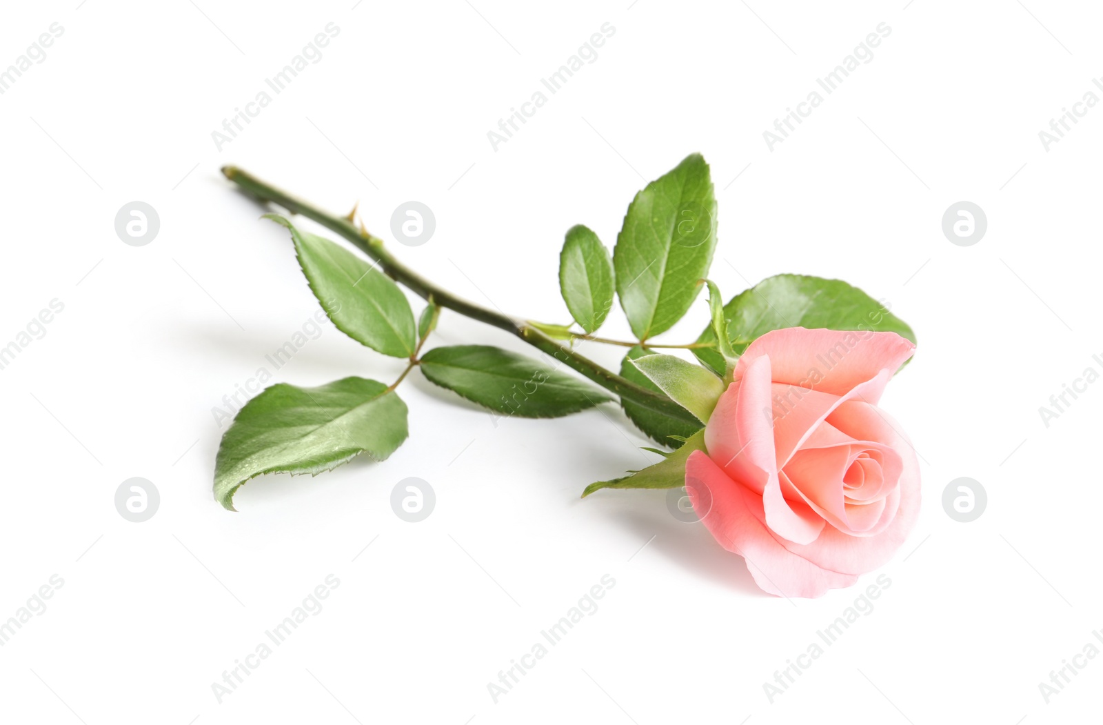 Photo of Beautiful rose flower on white background