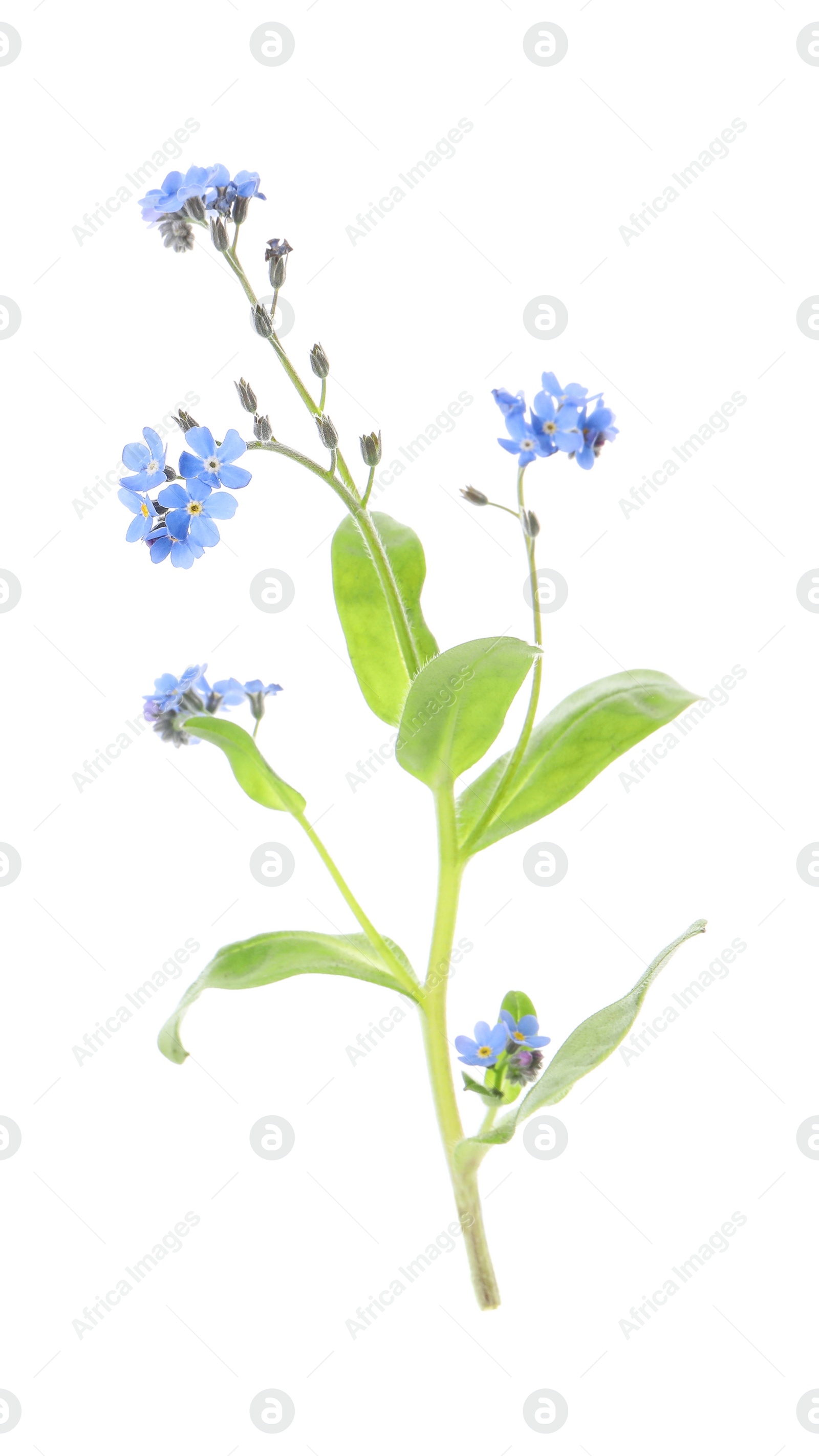 Photo of Beautiful blue Forget-me-not flowers isolated on white