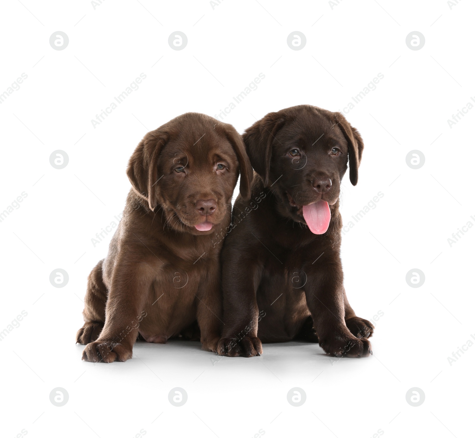 Photo of Chocolate Labrador Retriever puppies on white background