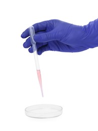 Scientist dripping liquid from pipette into petri dish on white background, closeup