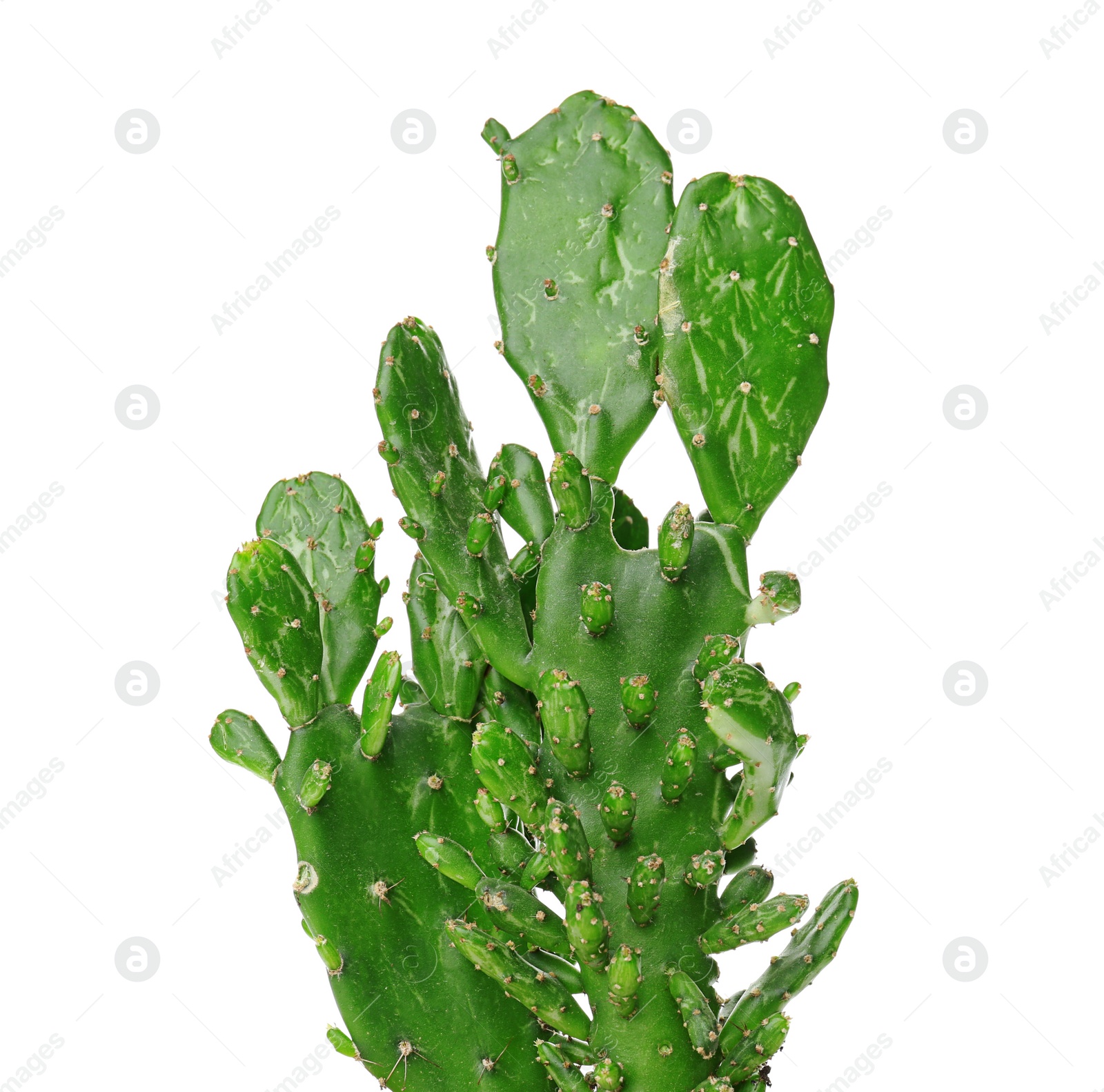 Photo of Beautiful cactus on white background