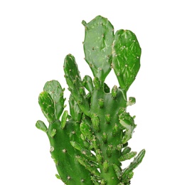 Photo of Beautiful cactus on white background