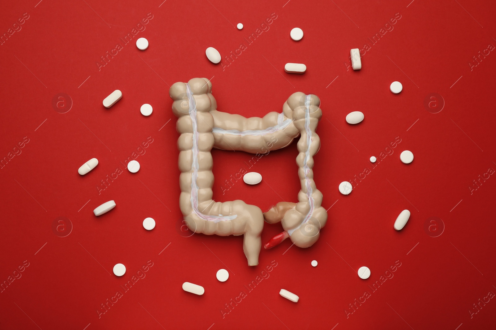 Photo of Anatomical model of large intestine and pills on red background, flat lay