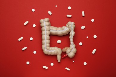 Anatomical model of large intestine and pills on red background, flat lay