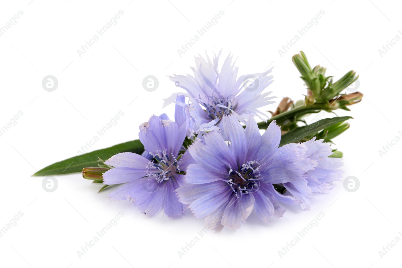 Photo of Beautiful tender chicory flowers on white background