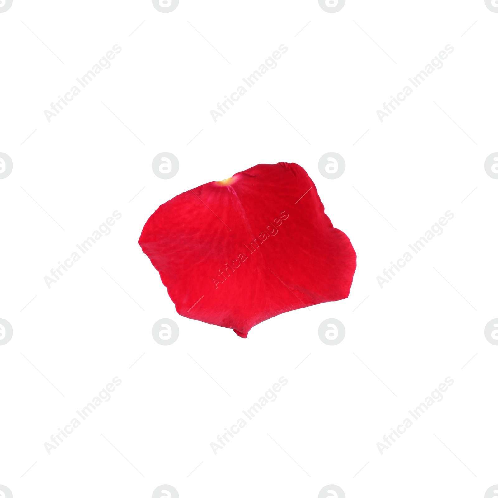 Photo of Tender red rose petal isolated on white