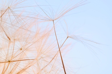 Photo of Dandelion seeds on light background, close up