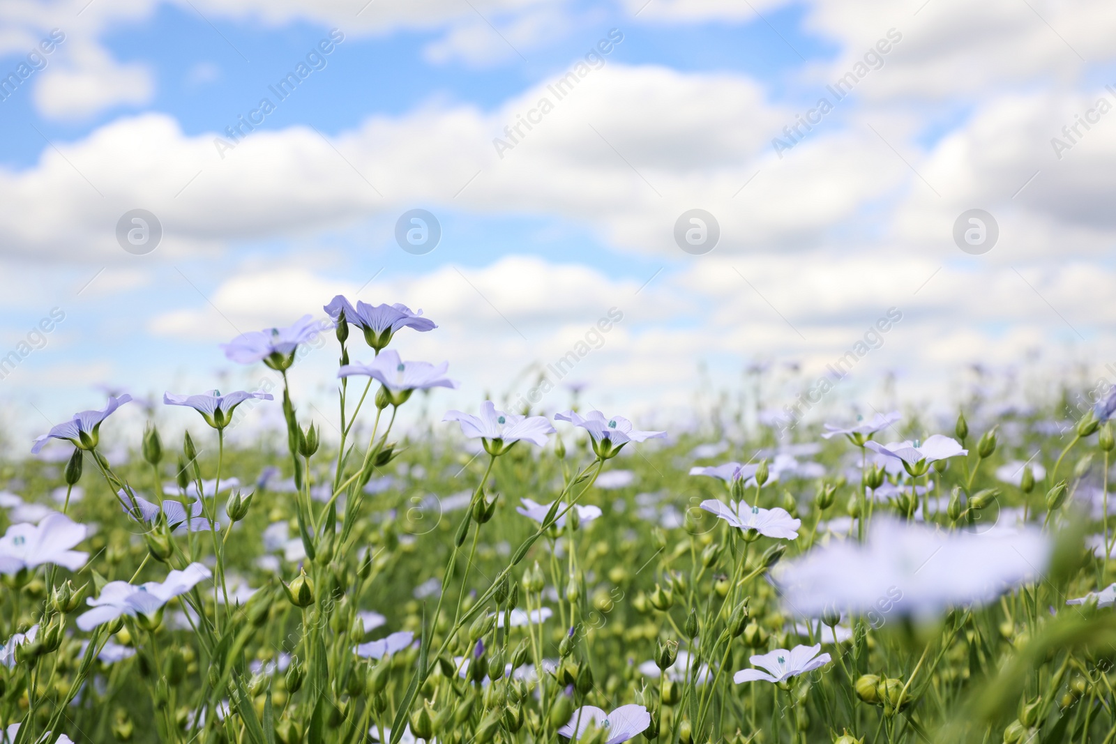 Photo of Closeup view of beautiful blooming flax field