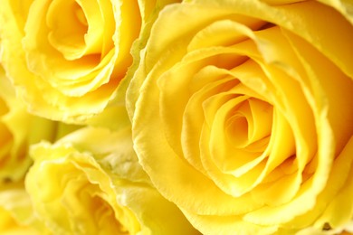 Beautiful bouquet of yellow roses, macro view