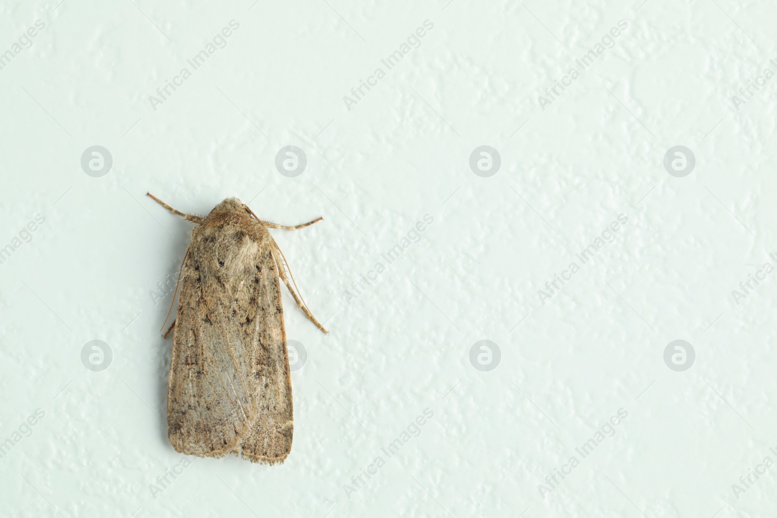 Photo of Paradrina clavipalpis moth on white textured background, top view. Space for text
