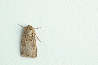 Photo of Paradrina clavipalpis moth on white textured background, top view. Space for text