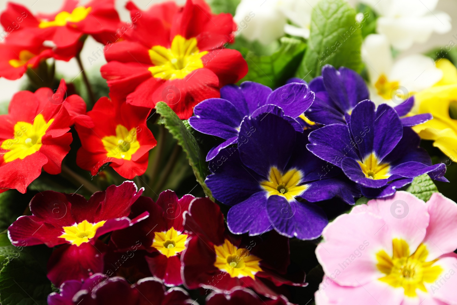 Photo of Primrose Primula Vulgaris flowers as background, closeup. Spring season