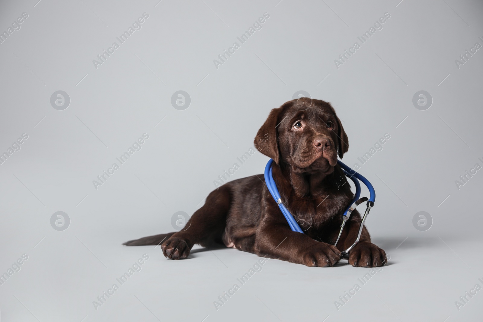 Photo of Cute Labrador dog with stethoscope as veterinarian on light grey background