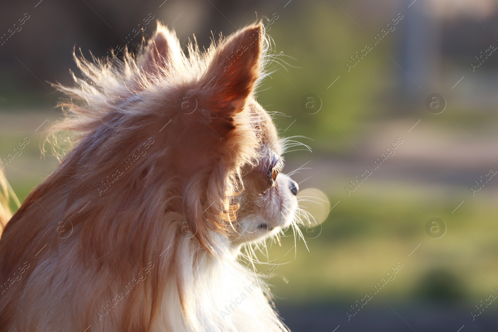 Photo of Cute fluffy Chihuahua dog on blurred background