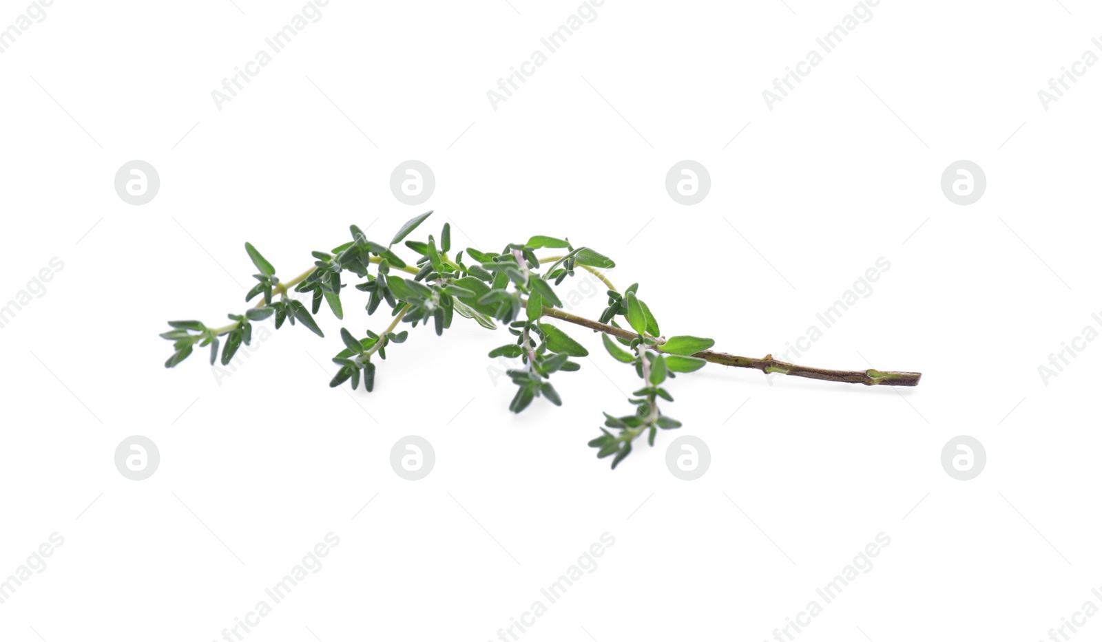 Photo of Fresh green thyme sprig isolated on white