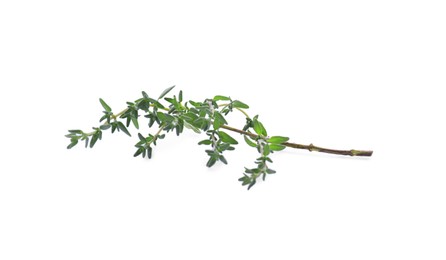 Photo of Fresh green thyme sprig isolated on white