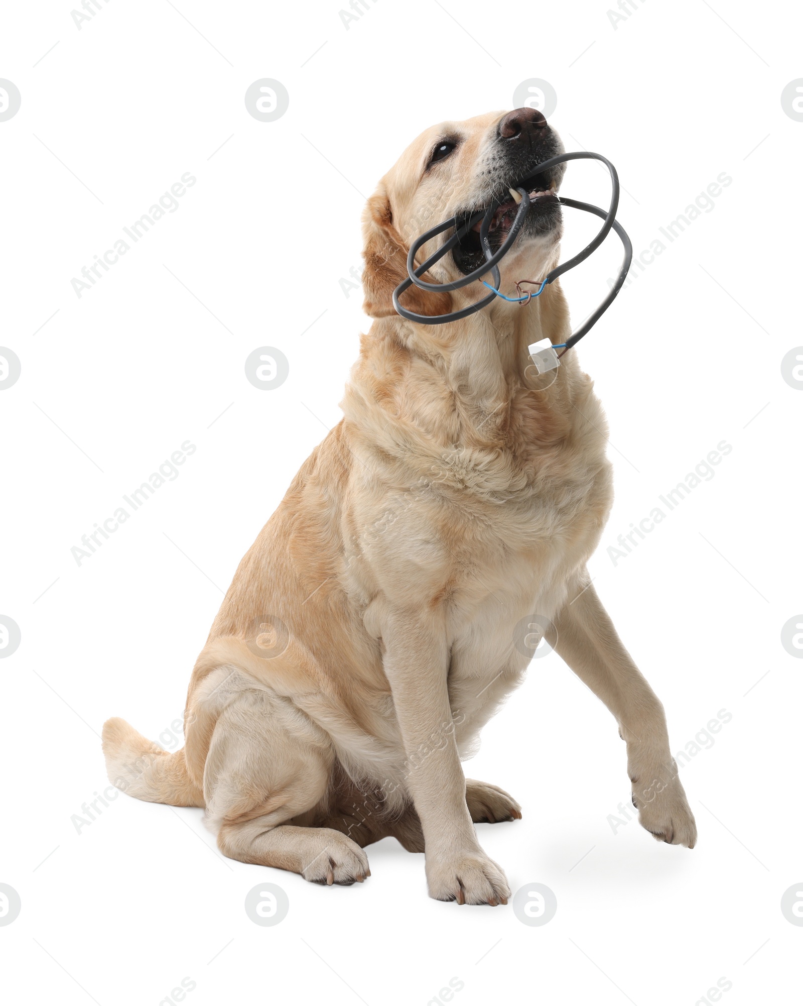 Photo of Naughty Labrador Retriever dog chewing damaged electrical wire on white background