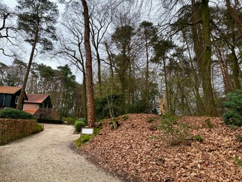 Beautiful trees, fallen leaves, pathway and houses outdoors