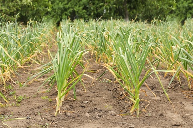 Photo of Green garlic sprouts growing in field