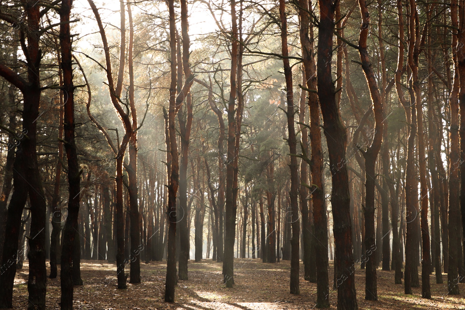 Photo of Picturesque view of beautiful forest on sunny day