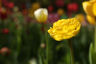 Photo of Beautiful yellow tulip growing outdoors on sunny day, closeup. Space for text