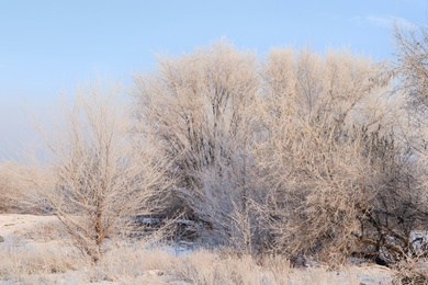Photo of Trees covered with hoarfrost outdoors on winter morning
