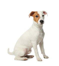 Cute Jack Russel Terrier on white background. Lovely dog