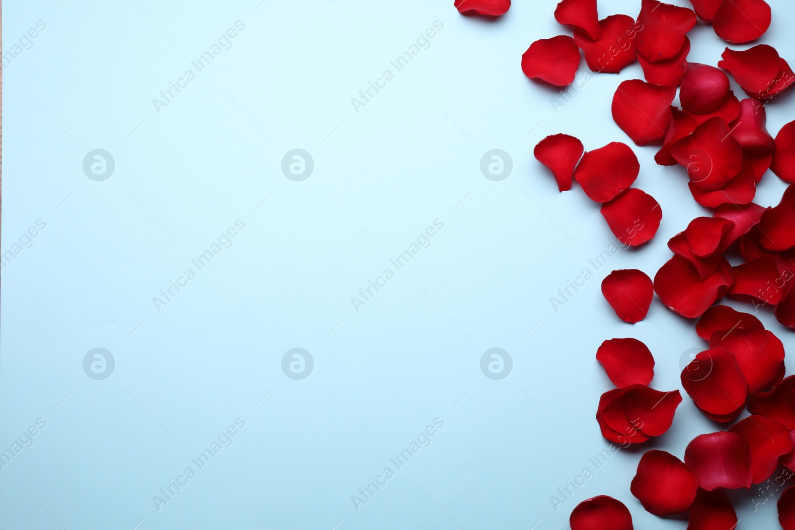 Photo of Beautiful red rose flower petals on light blue background, flat lay. Space for text