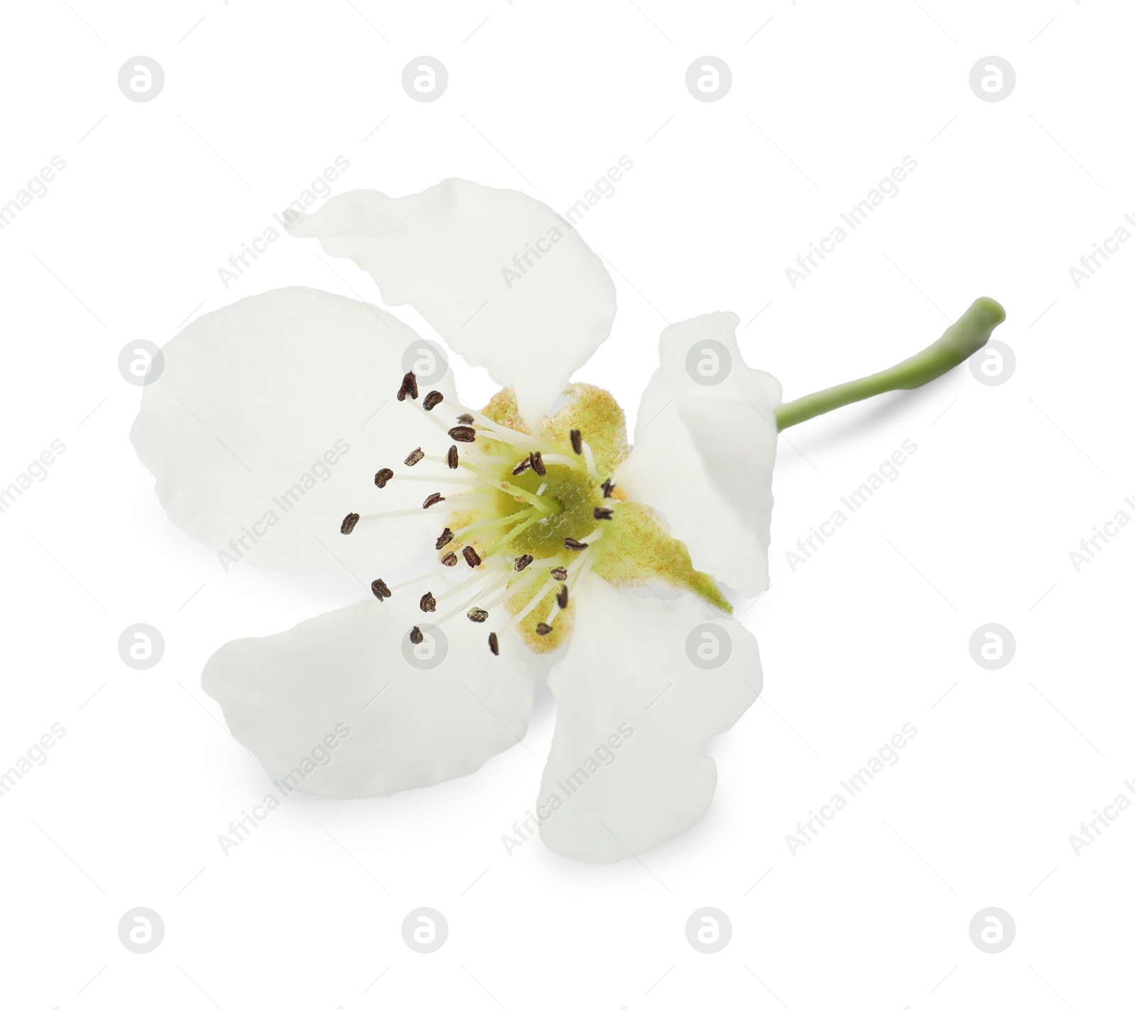 Photo of Beautiful flower of blossoming pear tree on white background