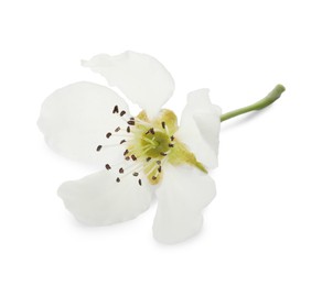 Photo of Beautiful flower of blossoming pear tree on white background