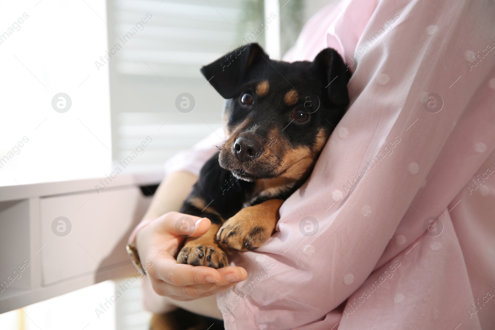 Photo of Woman with cute puppy indoors, closeup. Lovely pet