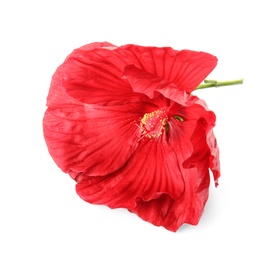 Photo of Beautiful red hibiscus flower on white background