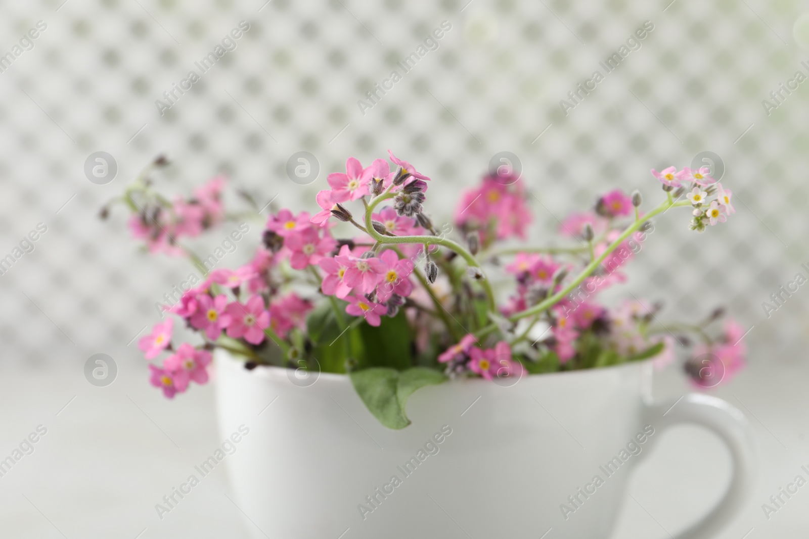 Photo of Beautiful pink forget-me-not flowers with cup on blurred background, closeup