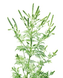 Photo of Blooming ragweed plant (Ambrosia genus) on white background. Seasonal allergy