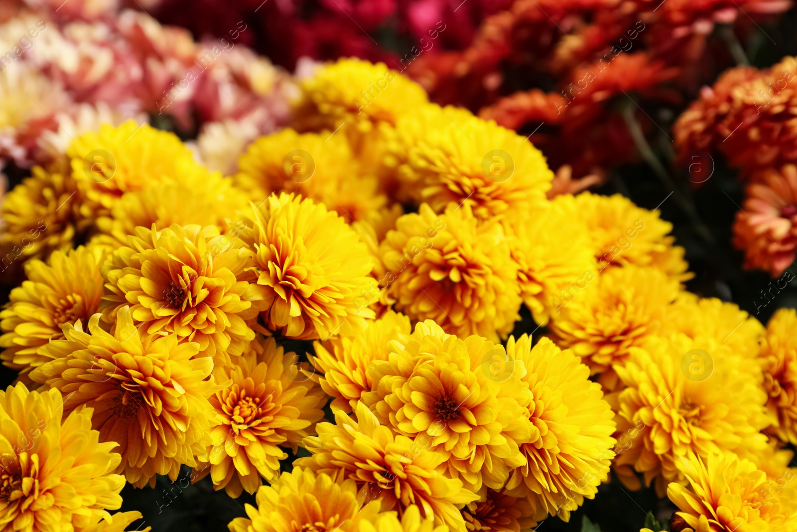 Photo of Closeup view of beautiful yellow Chrysanthemum flowers