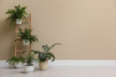 Photo of Many different houseplants near beige wall in room. Space for text