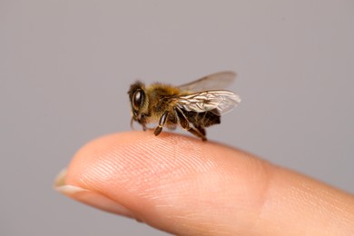 Photo of Bee going to sting woman on grey background, closeup