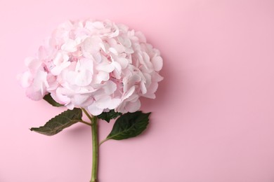 Photo of Beautiful hydrangea flower on pink background, top view. Space for text