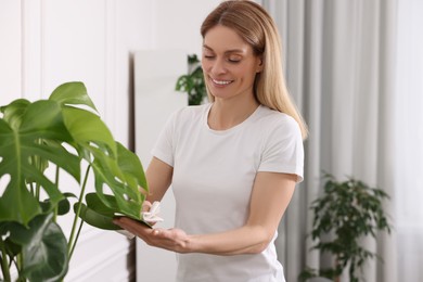 Woman wiping leaves of beautiful houseplants with cloth at home